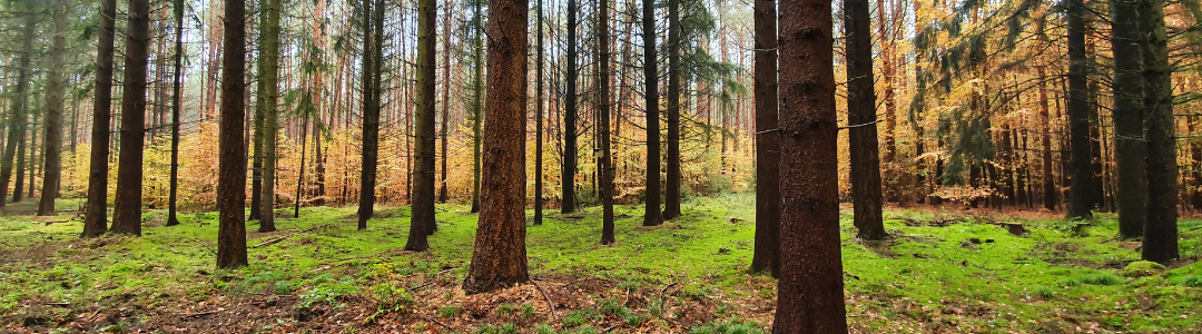 Baños de bosque para conectar con la naturaleza en la Comunidad Terapéutica La Coma
